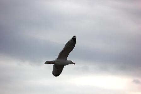 Gull over Scarborough Marsh