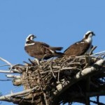 osprey pair Wolfe's Neck Woods