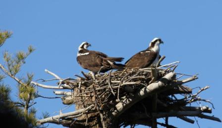 osprey pair Wolfe's Neck Woods